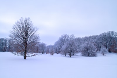 白昼，白雪覆盖的地面上光秃秃的树